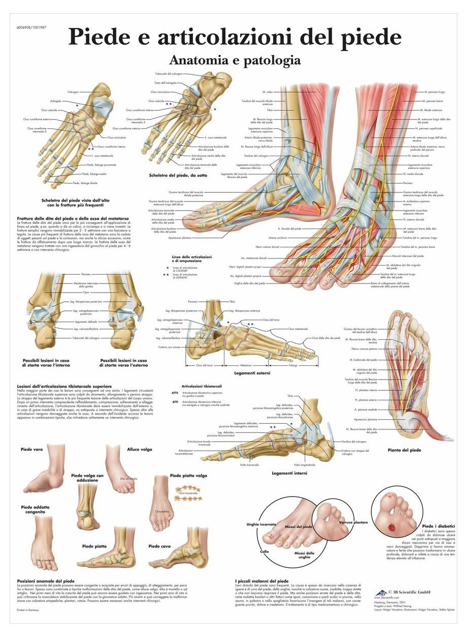 - Laminiertes Fuß & Knöchel Poster - Anatomie & Pathologie - Geschütztes Poster mit...