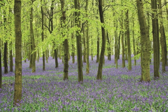 Memo Block  Bluebells HARDBACK 9780754832089