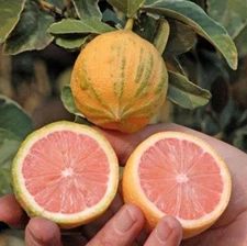 Live Variegated Pink Lemon Tree – 3' Tall – Citrus Limon 'Variegata' – 2 Gal Pot