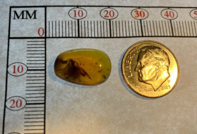 A101 BU1032  2 Rare Female Worker Ants in authentic Burmese Amber Burmite ~99mya
