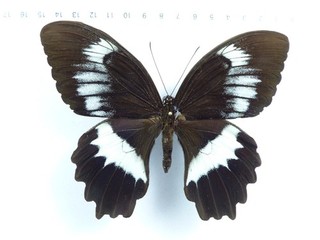 ENTOMOLOGY BUTTERFLY: PAPILIO WOODFORDI MALE BOUGAINVILLE ISL