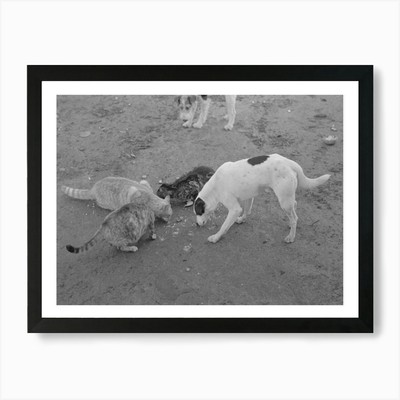 Hunde und Katzen essen zusammen, Bauernhof gerahmtes Wandbild Poster Leinwanddruck Bild