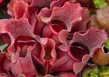 SARRACENIA PURPUREA VENOSA - PIANTA CARNIVORA, 10 SEMI SELEZIONATI