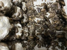 Dubia Roaches Live Feeders S/M/L/XL 25/50/100/250+20% Overcount+Free Shipping