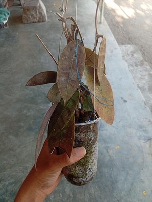 Real Picture Hoya Aff Lambi Red Leaves Sp Borneo Lush Leaves