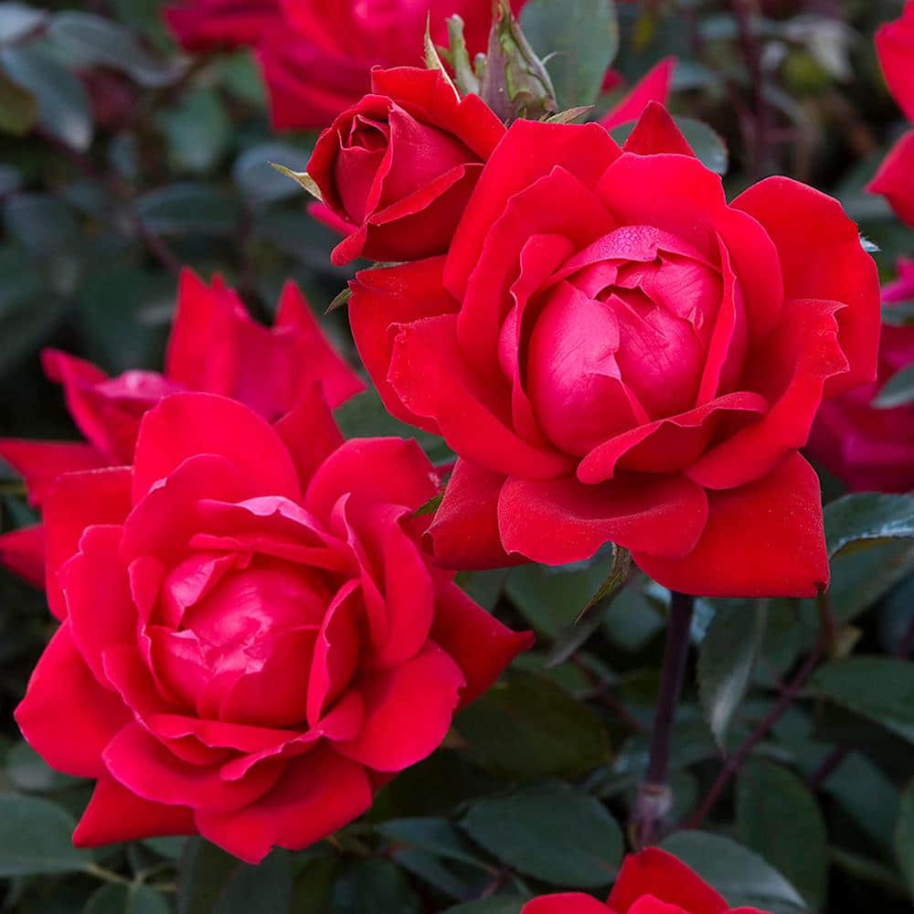 Knock Out Rose Bush Double 1Gal Red Bloom Flowers Shrub Plant Disease