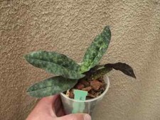 Rare Paphiopedilum malipoense x vietnamense orchid plant , not in bloom