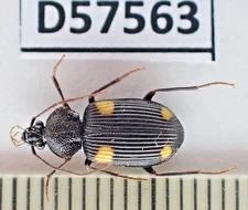 D57563. Insects, Carabidae sp. Vietnam, Cao Bang