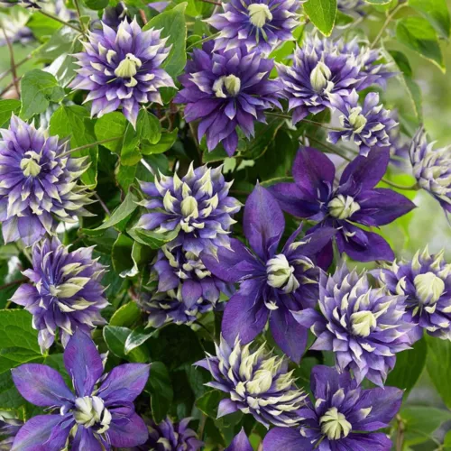 Clematis taiga Flower Seeds 20Pcs Seed Perennial Flower seeds - Picture 1 of 8
