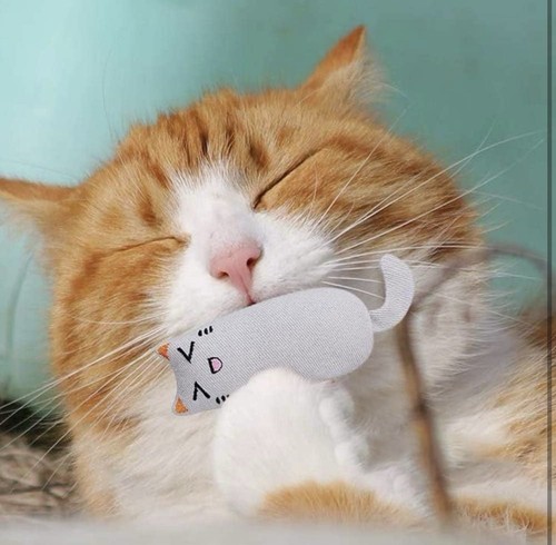 CATNIP PET CAT KITTEN TOY CHEW TEETH CLEANING + 2 In 1 Pointer LED Light Chaser - Picture 9 of 9