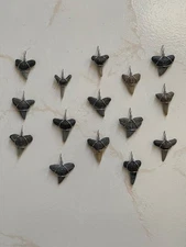 15 Expertly wrapped fossil shark teeth-free shipping