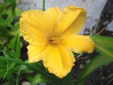 2 - Bengaleer Daylily Perennial Flower Bulb Bare Root Plants