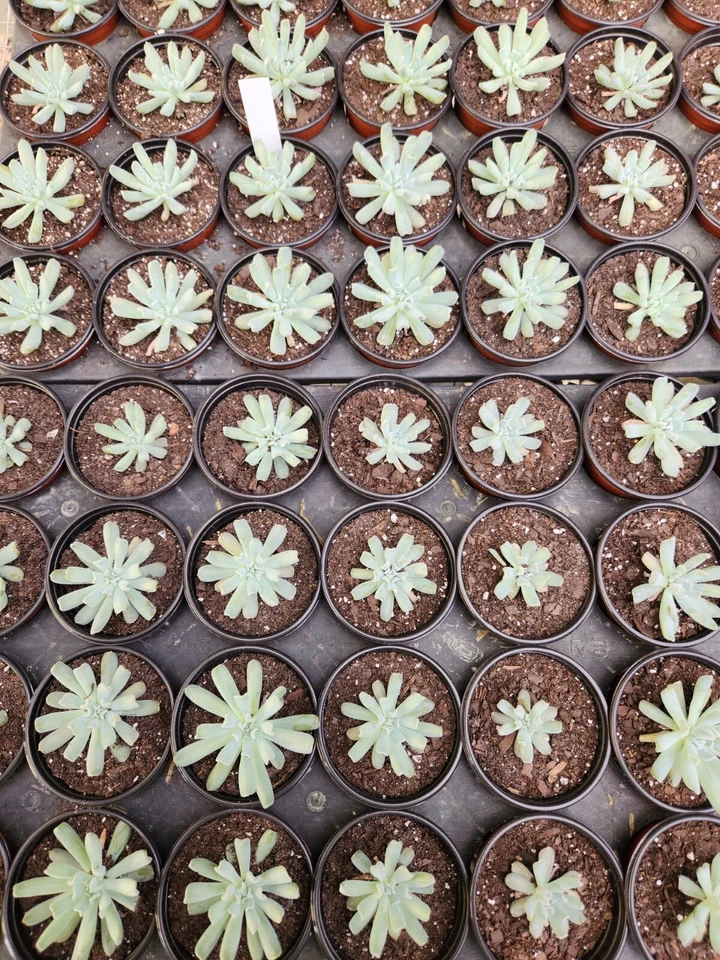 Succulents Echeveria - Image 4 of 4