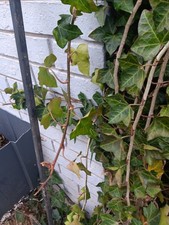 Fresh Organic English Ivy Cuttings   Hardy Climbing Vine - 7 Cuttings