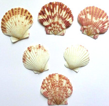 Scallop Shells Natural White Brown 3-5.5cm Kids Seaside Crafts Summer Home Decor