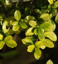 Hochstamm Gelber Bergilex Stechpalme 40-60cm - ilex crenata