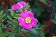 Woods Rose Seeds for Planting 30 Seeds - Rosa woodsii - Grow Wild Rose Bushes