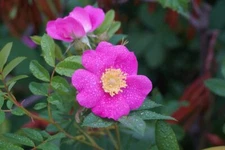 Woods Rose Seeds for Planting (30 Seeds) - Rosa woodsii - Grow Wild Rose Bushes