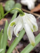 Galanthus nivalis ‘Octopussy ’ X1 Flowering Size Bulb. Double Snowdrop