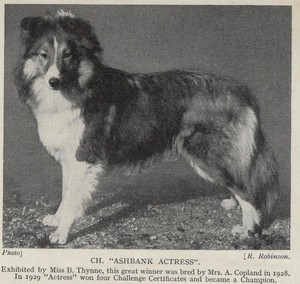 Sheltie Sheepdog "Ashbank" - 1934 Antique Dog Art "Photo" Print - CUSTOM MATTED
