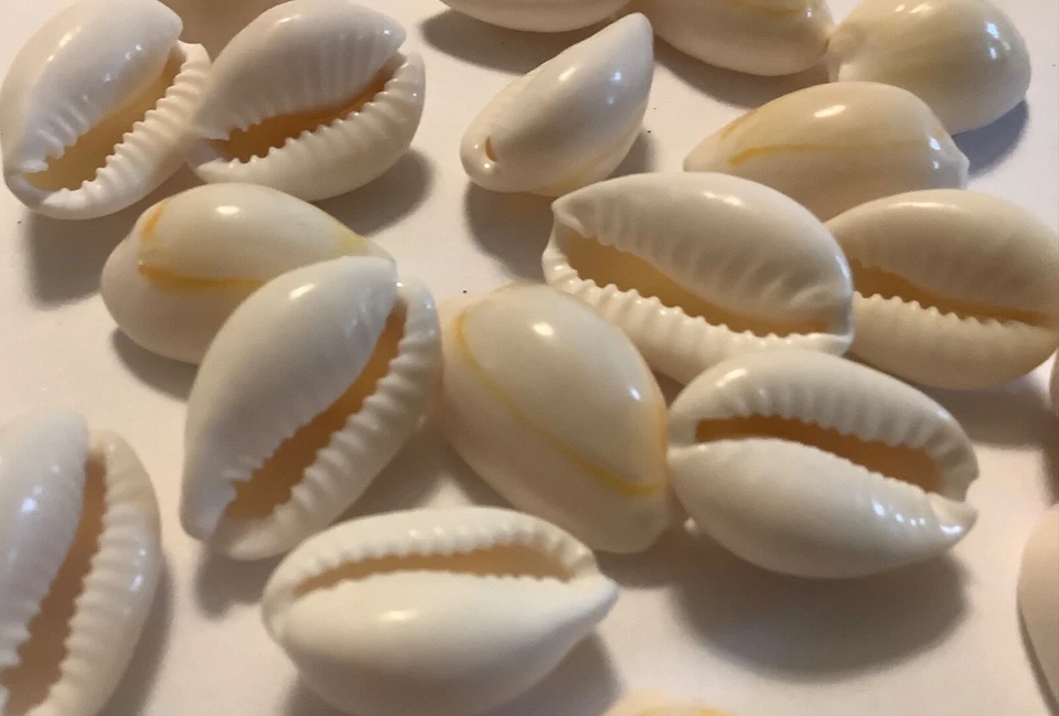 PERLANDO: 20 Kauri Muscheln ~20 mm Schnecke, Muschel ungebohrt (191/5) - Bild 2 von 4