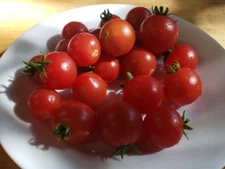 Vilma Micro Dwarf Tomato (20 Seeds) - perfect for containers!