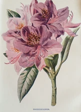Antique Print c1900 – Rhododendron Botanical F.E. Hulme Victorian Garden Flowers