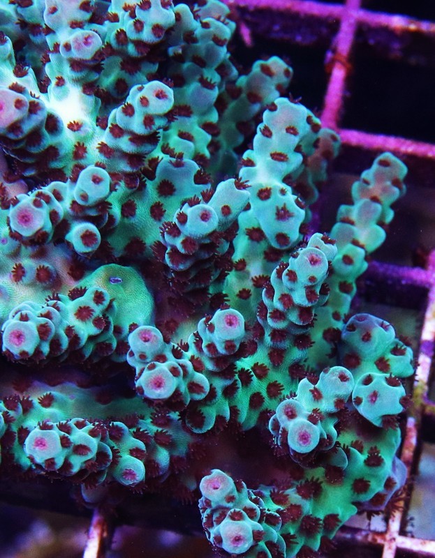 WWC Cookie Monster Acropora Frag Zoanthids Zoa Paly SPS LPS Corals, WYSIWYG