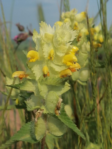 Klappertopf, Rhinanthus alectorolophus, yellow rattle, 100 seeds, samen - Bild 11 von 16