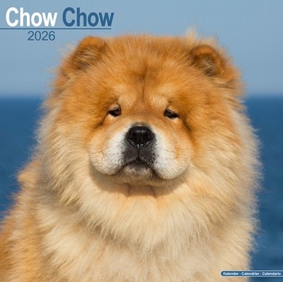 Chow Chow Calendar 2026  Square Dog Breed Wall Calendar - 16 Month (Calendar)