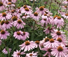 Echinacea Purpurea “Magnus” Coneflower Plants X 6