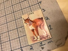 circa 1940's Original Vintage Paper on board Animal card 2x3 -- LYNX