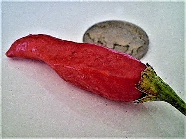 Frontier Seed Company – Vietnamese Tear Jerker Chili Pepper Seeds (Sriracha Type) Non-GMO Heirloom