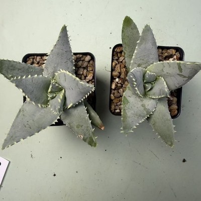 2pcs Random Sale Rare Cacti Aloe pillansii Own Root