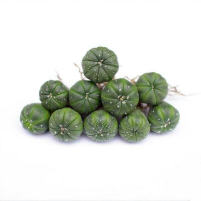 10PCS 2CM Succulent Cactus Plant Green Astrophytum Asterias Cactaceae Beautiful