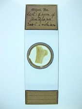  on The Hot Collector