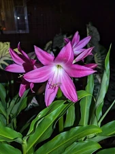 Crinum Lily 'Ellen Bosanquet' Fragrant Pink Flowers Heirloom  Bulbs