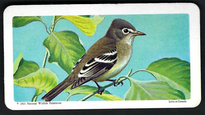 BROOKE BOND (CANADA) - CANADIAN / AMERICAN SONGBIRDS - #11 LEAST FLYCATCHER