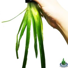 Jungle Val Vallisneria Gigantea Potted Freshwater Fish Tank Live Aquarium Plants