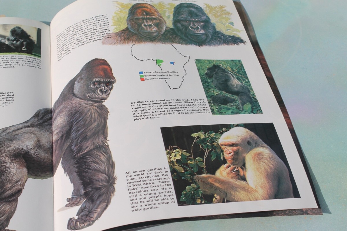 The Apes ZOO BOOKS Picture Educational Magazine FREE SHIP! | eBay