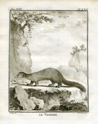 3 antike Drucke - Le Vansire - Ansicht des Mungos und seiner Anatomie - Buffon - 1765