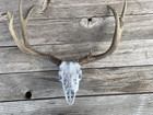 Mule deer shed antlers mounted on replica skull 26" wide x16" tall — photo 3