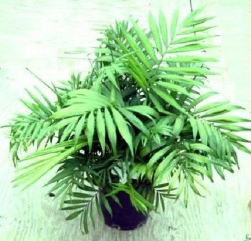 BergPalmen Bäume Pflanzen für innen groß bildet Ableger Zimmerpflanze