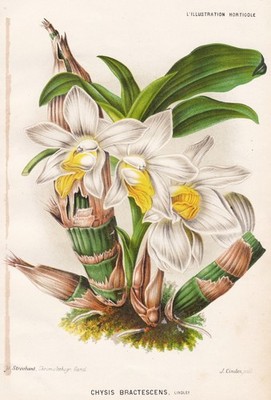 Chysis Bractescens orchid Orchidee Pflanze plant Botanik Stroobant Litho