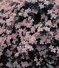 Clematis, Montana Mayleen seeds