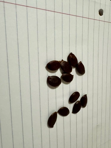 american persimmon seeds, good, old, big wild trees (10 seeds per pack)