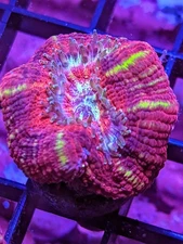 WYSIWYG RARE Multicolor Deep Water Asian Acan Lord Micro LPS SPS Acro Zoa JF WWC