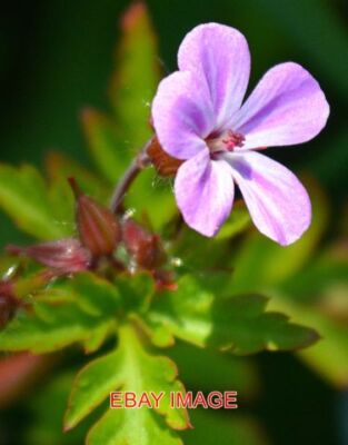 PHOTO  HERB ROBERT AT LANTIC BAY CORNWALL GERANIUM ROBERTIANUM IS A SMALL FLOWER