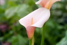 Arum Lily 'Pink Splash' Seeds Half-hardy Perennial 6 Seeds