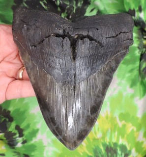 Megalodon Sharks Tooth 5 13/16" inch VERY NICE fossil sharks teeth tooth